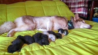 母愛噴發！哈士奇森林救7隻凍僵奶貓