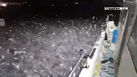 K青鱗魚暴動0930