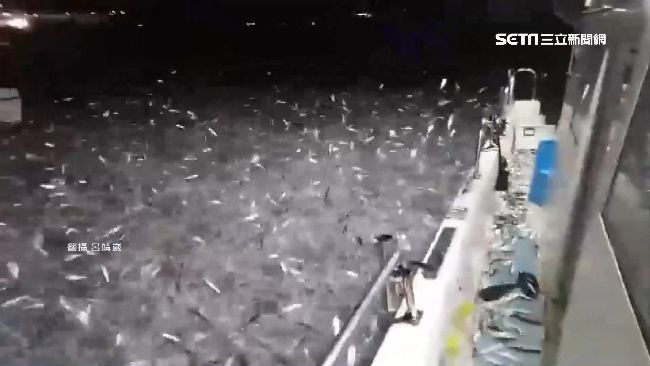 碧砂漁港數萬青鱗魚暴動　船主傻眼了