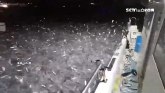 碧砂漁港數萬青鱗魚暴動　船主傻眼了