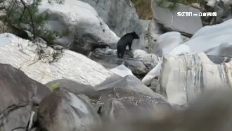 南安小黑熊換新厝　爽玩玩具活力十足