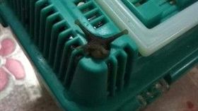 蝸牛,氣孔,逃跑,爆廢公社　圖／翻攝自臉書爆廢公社