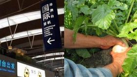 大陸浙江一名50歲張姓男子看到一個出國打工的廣告，內容提到，只要去南韓打工，不僅包吃包住，還可以月入1.6萬元人民幣（約新台幣7.2萬元），他心動的立刻飛去，沒想到到了韓國卻當「黑工」種蘿蔔，最後還被南韓當局發現，遭強行遣返。（圖／翻攝自微博）