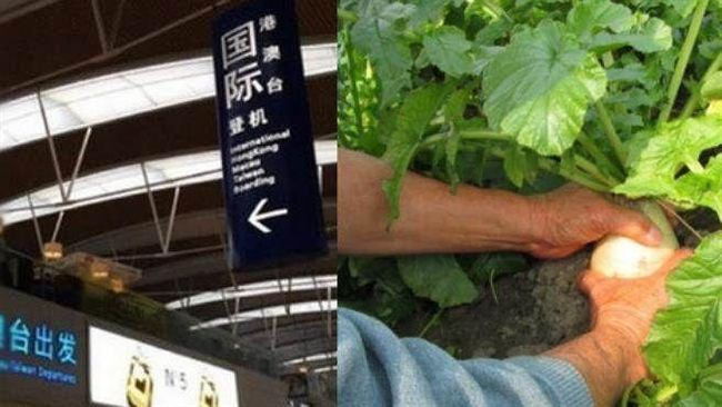 到韓國打工遭騙　他慘當黑工種蘿蔔