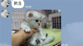艾倫吳，詐騙集團，小貓，販賣，北檢，起訴，論壇。翻攝寵寵微積論壇