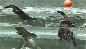 小爪水獺兄弟倆赴花蓮居住（2）為強化域外保育與提升動物福祉，透過台灣動物園暨水族館協會會員間的跨機構合作，台北市立動物園4日將小爪水獺「喬巴」、「艾斯」兄弟送往花蓮遠雄海洋公園，如今兄弟倆在「水獺戶外區」適應良好。（遠雄海洋公園提供）中央社記者梁珮綺傳真  107年7月23日