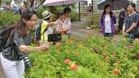 鯉魚潭種千株蜜源植物 紫斑蝶護育有成