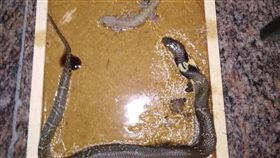 圖／翻攝自爆廢公社