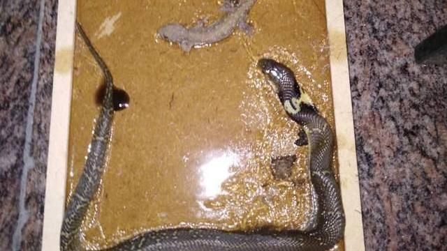 驚人「食物鏈」！貪食蛇現身黏鼠板