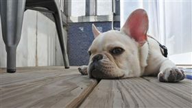 法鬥,美容院,美容師,烘箱,台中(翻攝DCARD)