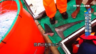 魚翅幼鯊擺攤賣　「鰭不離身」難查緝