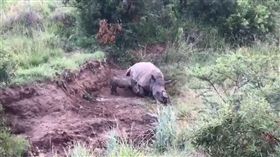小犀牛輕推想喝奶…媽早遭獵殺砍角亡
圖翻攝自Rhino 911臉書