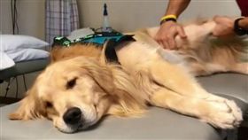 Kono的後腿在按摩師的巧手下，得到了舒展。［翻攝自kono_in_orlando IG］