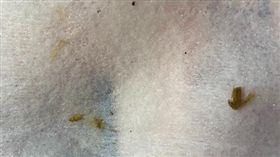 濕紙巾,蟑螂屍,廠商(翻攝媽咪拜網站)