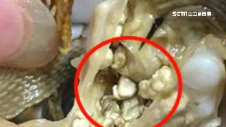 吃佛手螺驚見保麗龍　網嚇傻不敢再吃