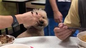 ▲扯！跟毛小孩同桌吃飯還用公筷（圖／翻攝自臉書爆怨公社）