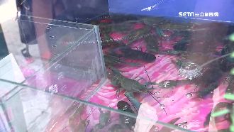 挑戰道德底線？娃娃機夾活體螃蟹龍蝦