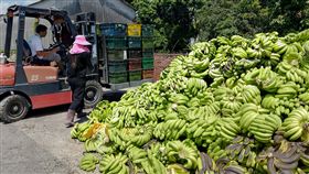 因應農產問題　屏縣府多管齊下（1）極端氣候導致香蕉等農產產期集中爆量，價格下滑，農委會啟動收購次級品機制，已去化收購一個月的香蕉至今還在收購，屏東是香蕉種植面積全台最多的縣市，到2日為止，去化收購的量達2500多公噸。中央社記者郭芷瑄攝　107年7月3日