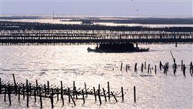 嘉義浮筏式蚵棚 導入智慧管理技術