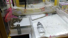 夾娃娃機擺龍蝦 基市府：未來申請擺設會嚴審