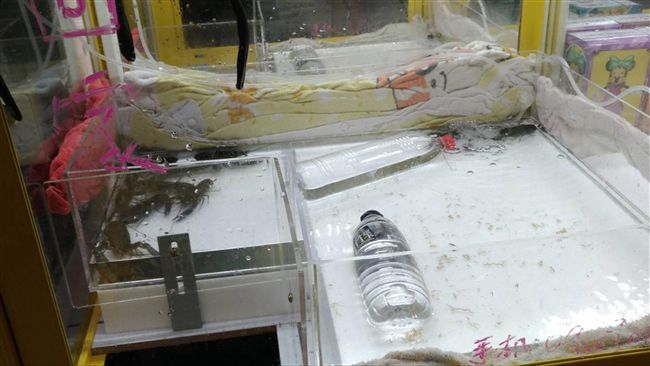 娃娃機內竟擺放龍蝦？