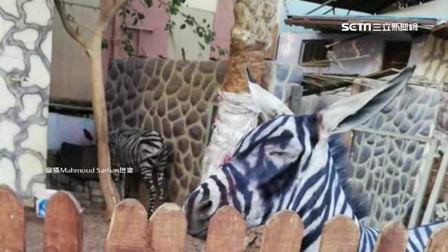 熱到融化？動物園「假斑馬」被抓包