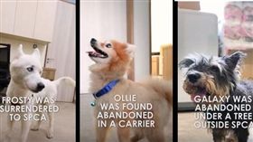 主人「又」消失了　毛毯落下後...冷靜的外表下藏著辛酸（圖／翻攝自SPCA Singapore YouTube）棄養,狗狗,新加波,消失遊戲,12夜