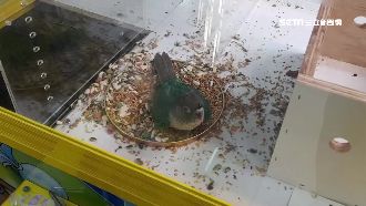 娃娃機內現活鸚鵡挨批　台主：撿到的
