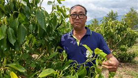 離開燈紅酒綠 張希仁開心種玉蘭花