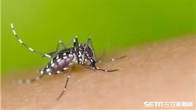 疾管署提醒，現為病媒蚊活躍期，一旦出現發燒、頭痛、後眼窩痛、肌肉關節痛、出疹等登革熱疑似症狀，務必儘速就醫並告知旅遊活動史。（圖／疾管署提供）