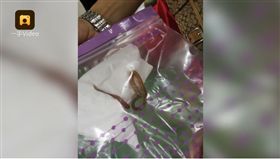 哈爾濱男子肚子都回蟲／梨視頻