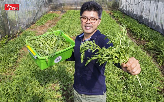 牛津碩士半導體轉行種出千元芝麻葉