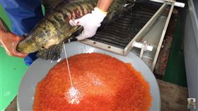 鮭魚人工繁殖　圖／翻攝自YouTube