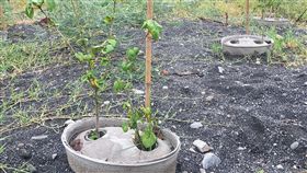 濁水溪,寶盆植樹