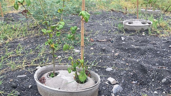 種水源寶植樹盆　防濁水溪揚塵