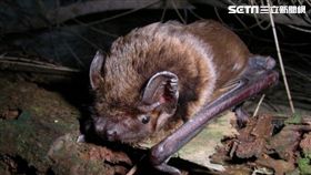 檢疫局,家畜衛生試驗所,蝙蝠,碧潭吊橋,絨山蝠,新型麗沙病毒,麗沙病毒