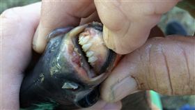 奧克拉荷馬州，女孩肯妮迪‧史密斯（Kennedy Smith），湖上釣魚，食人魚，切蛋魚，鋸腹脂鯉，圖／翻攝自Oklahoma Game Wardens臉書