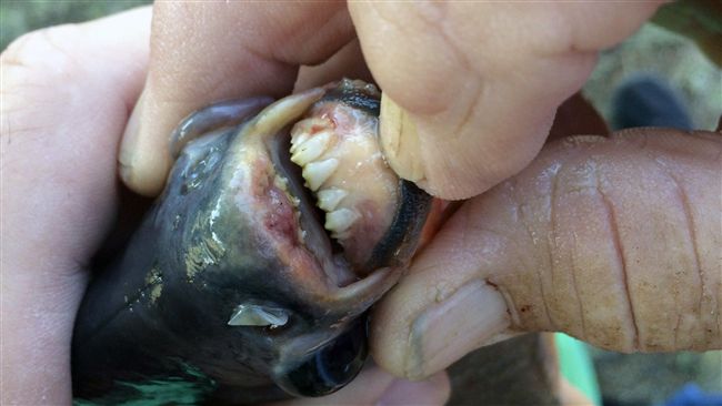 女孩到湖邊釣魚　上鉤驚見「切蛋魚」