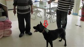 叔姪認養流浪狗  一隻300元賣出宰殺苗栗縣通霄警分局26日指出，邱姓叔姪於3個月內，認養約20隻流浪犬，以一隻新台幣300元代價，賣給台中市莊姓男子交予外勞宰殺，全案依違反動物保護法將涉案4人函送苗栗地檢署偵辦。（警方提供）中央社記者管瑞平傳真  107年7月26日