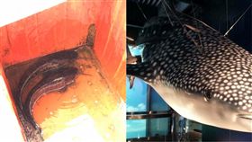 基隆海洋科技博物館,鯨鯊,土虱,爆怨公社　圖／翻攝自臉書