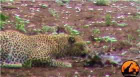 非洲,黑斑羚,弱肉強食,豹,獵食　圖／翻攝自YouTube