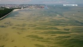 波蘭毒海藻0700