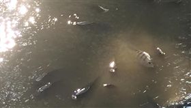 新竹,護城河,吳郭魚,翻肚,池底清淤泥作業（圖／翻攝自新竹爆料公社）