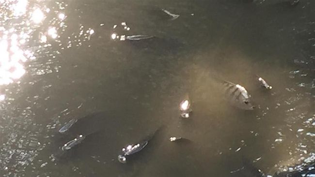 竹市護城河魚群浮出　網：快來抓魚啊