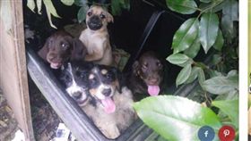 生病，商家，品種犬，垃圾桶，狗（圖／翻攝自thedodo）