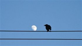 日本,烏鴉,月亮,NHK,構圖（圖／翻攝自空中テントTwitter）