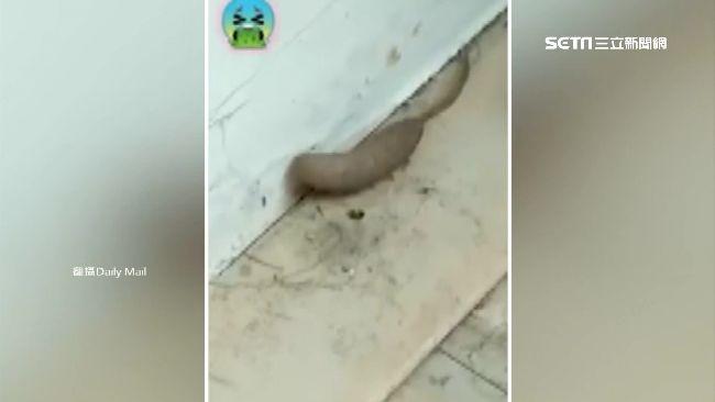 噁！噁英婦驚見怪奇幼蟲「鼠尾蛆」