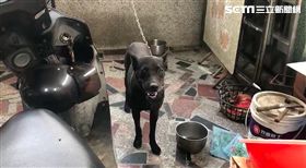 台南,女童,黑狗,監視器,奔跑,很乖,不吠