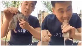 中國大陸網紅「旋瘋歐巴」生吃死老鼠（圖／翻攝自YouTube）