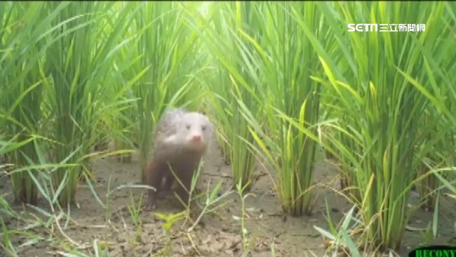 超萌！稀客「食蟹獴」現苗石虎無毒田